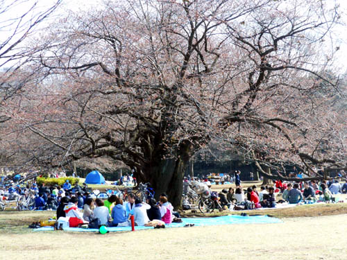 コゴメノイヌフグリと、散歩道の桜前線_f0030085_20355288.jpg