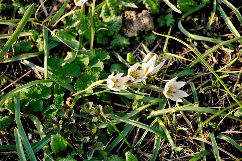 桜草公園　2012.04.01_b0217090_20343672.jpg