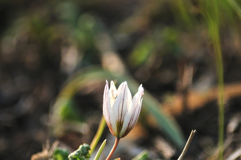 桜草公園　2012.04.01_b0217090_2034531.jpg