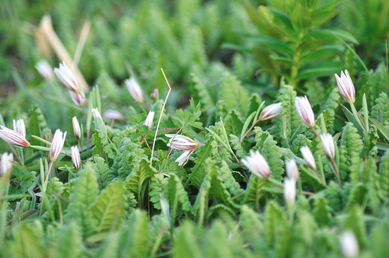 桜草公園　2012.04.01_b0217090_20353578.jpg