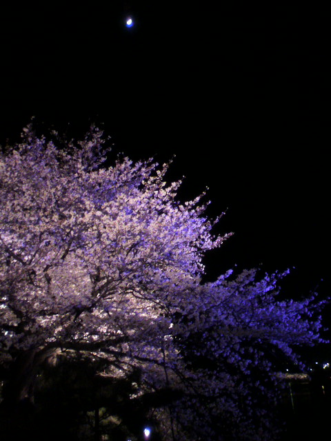 SAKURA de NIGHT_a0104791_7512352.jpg