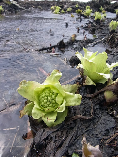 バッケの花咲く季節です_f0236291_6151137.jpg