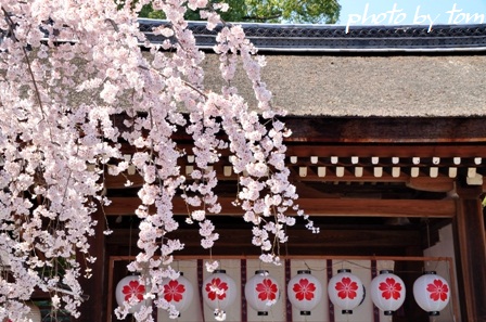 京を歩く～洛西「平野神社」魁桜を愛でる_b0155692_22414939.jpg