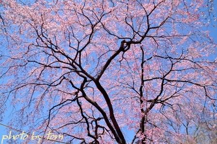 京を歩く～洛西「平野神社」魁桜を愛でる_b0155692_2255226.jpg