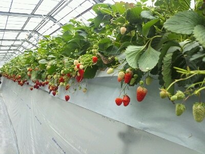f0161692_6522627.jpg