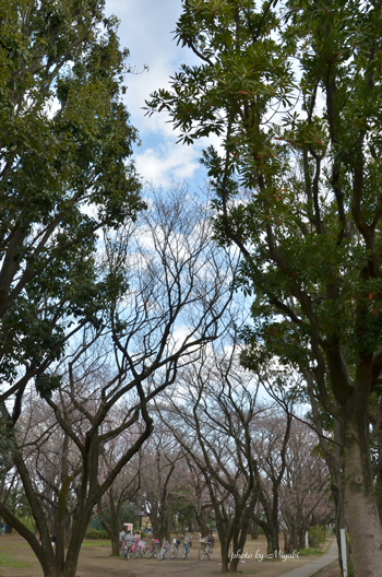 a0161698_20222542.jpg
