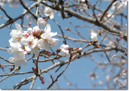 今日も桜♪_b0067598_21334930.jpg