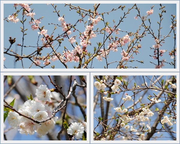 梅も桜も菜の花も・・・・　～　浜離宮恩賜庭園_c0051107_10224650.jpg