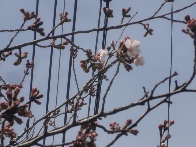 暖かな贈り物と・・祝宴の筈が。_e0201009_21573058.jpg