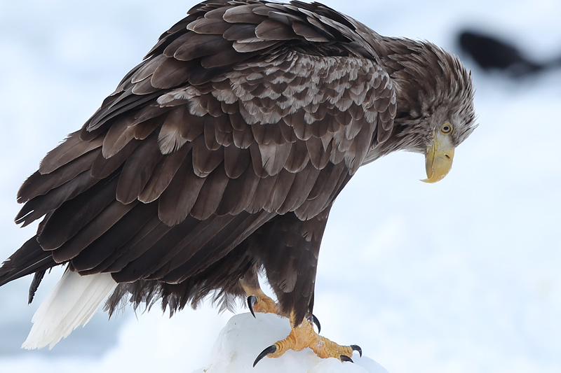 厳冬期の道東-08/オジロワシ成鳥編_f0178716_18232216.jpg