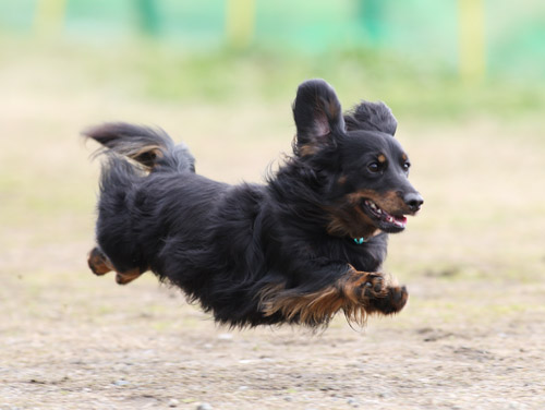 カサデペロ飛行犬撮影会_e0196319_2225396.jpg