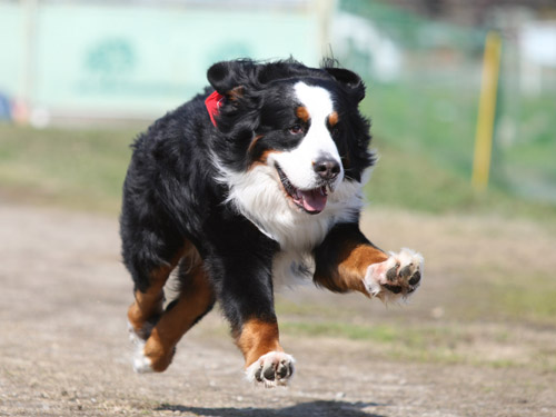 カサデペロ飛行犬撮影会_e0196319_22264129.jpg