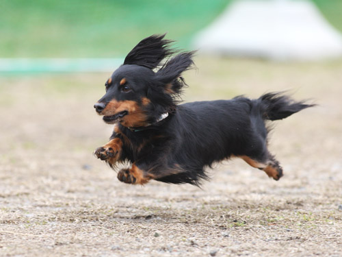 カサデペロ飛行犬撮影会_e0196319_2226898.jpg