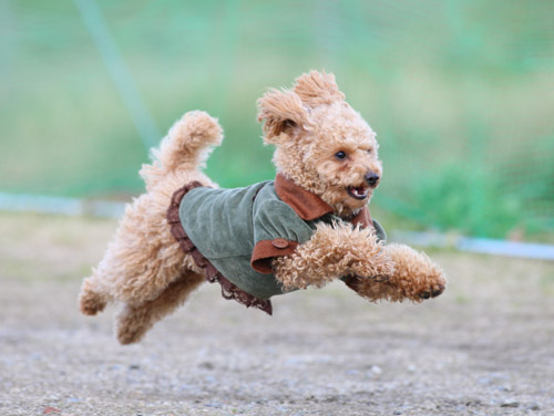 カサデペロ飛行犬撮影会_e0196319_22274595.jpg