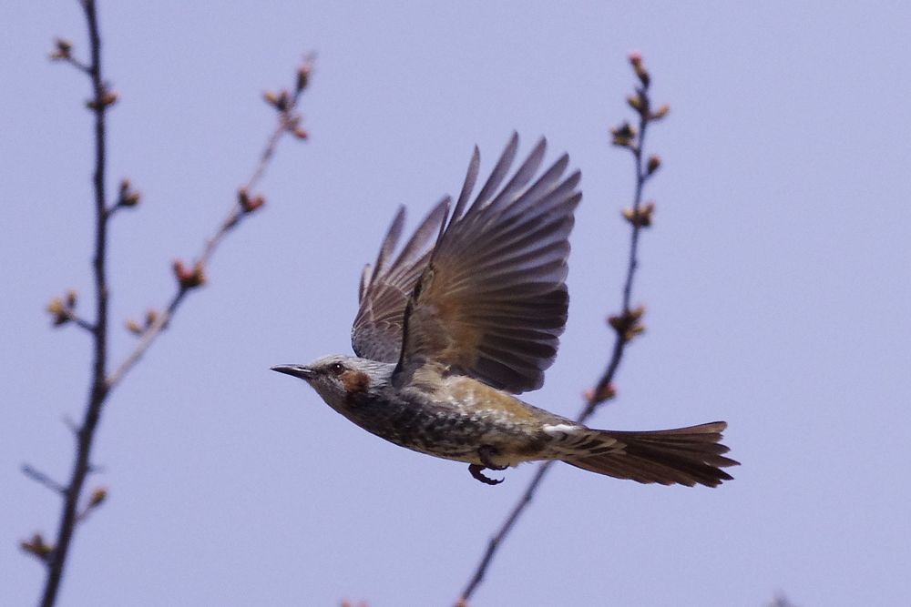 ヒヨドリ（Brown-eared Bulbul）の空中パフォーマンス _a0031821_1605226.jpg