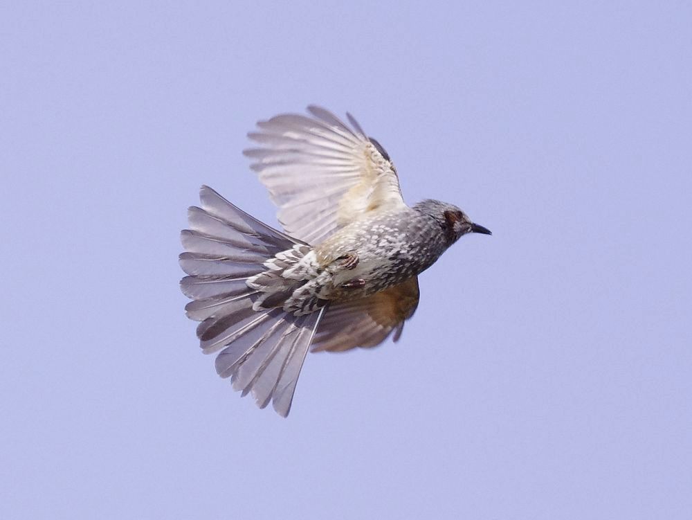 ヒヨドリ（Brown-eared Bulbul）の空中パフォーマンス _a0031821_1612084.jpg