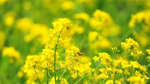 フェラーリの排気ガスに触発された？極限の花粉症は、_b0169522_21285831.jpg