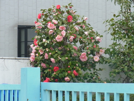 f0108825_1115318.jpg