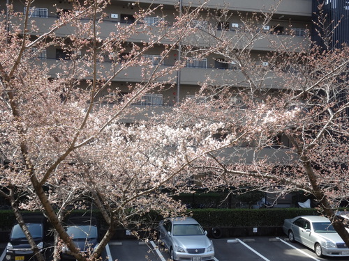 隣の桜と_c0000827_1018673.jpg