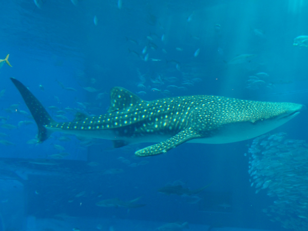 a0146929_0284310.jpg