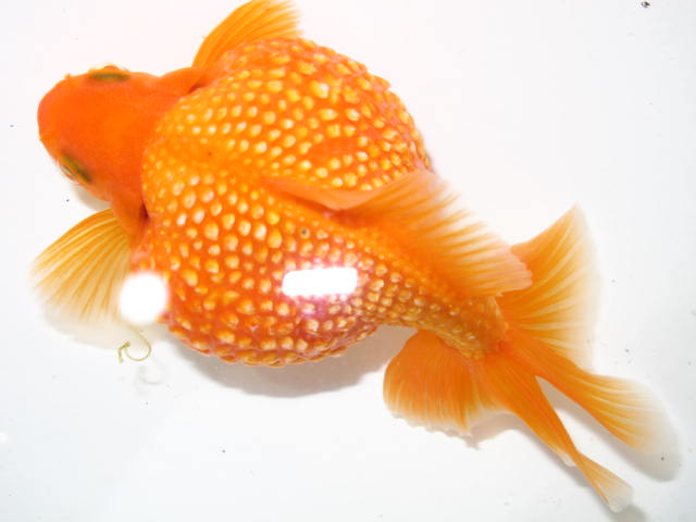 ピンポンパール（親魚） : フルタニ金魚倶楽部blog