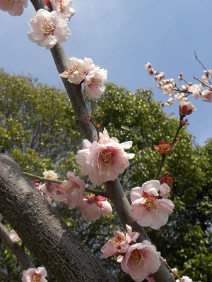 梅小路公園でピクニック_c0226833_2119675.jpg