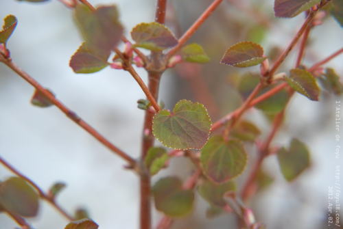 e0204334_16575710.jpg