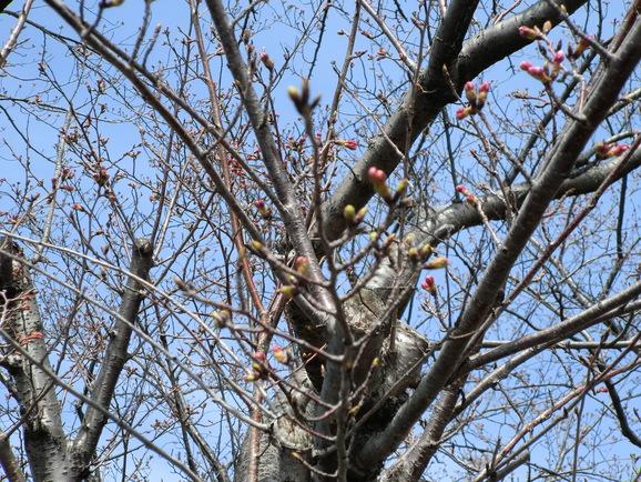 桜の開花はまだでした．．．_b0197735_17213234.jpg