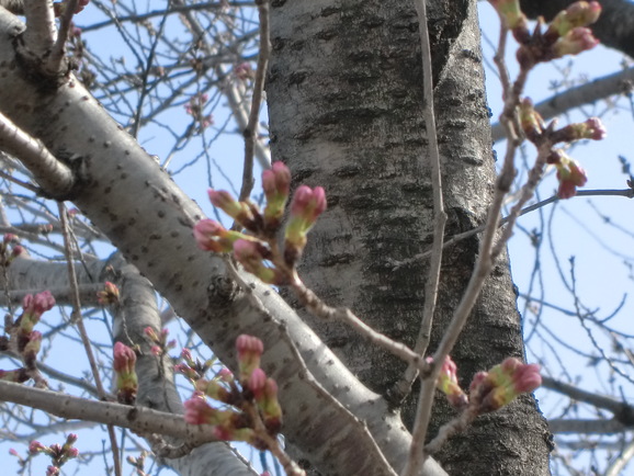 桜の開花はまだでした．．．_b0197735_17254092.jpg