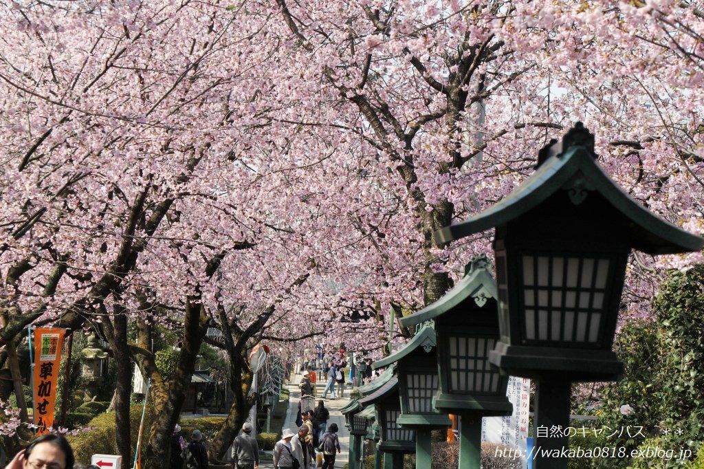 安行桜が満開でした＼(^o^)／_e0052135_1848134.jpg