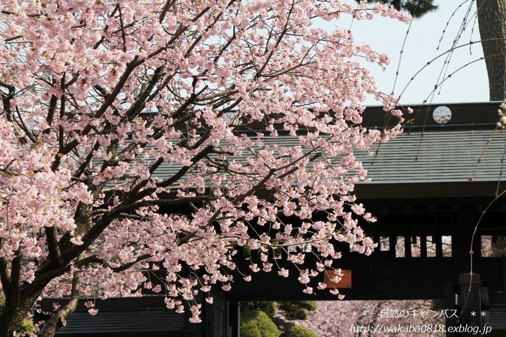 安行桜が満開でした＼(^o^)／_e0052135_18485465.jpg