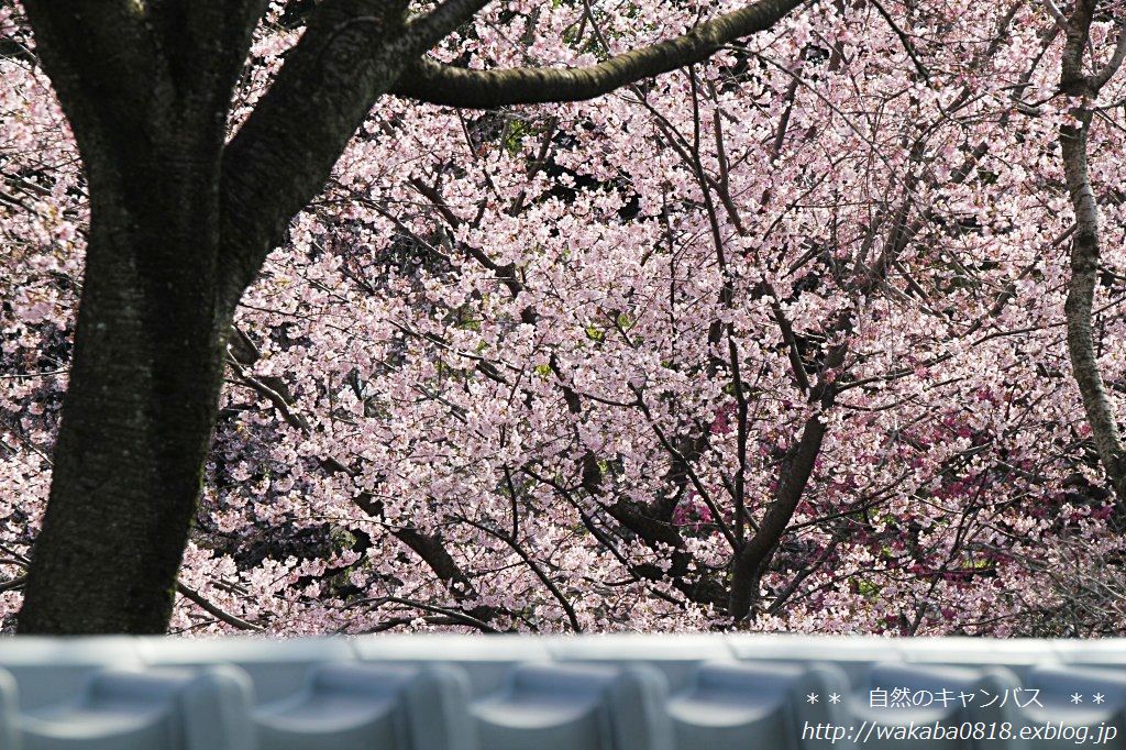 安行桜が満開でした＼(^o^)／_e0052135_18493523.jpg