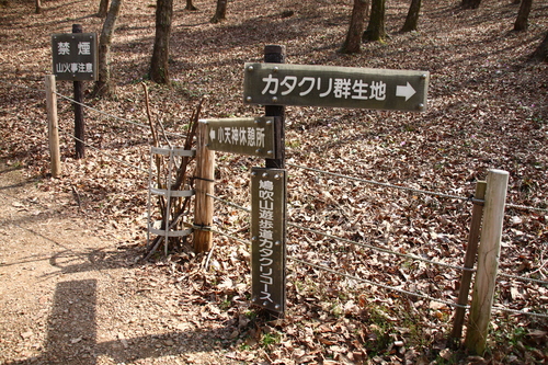 鳩吹山で満開のカタクリを楽しむ　313.5ｍ　　岐阜県_d0055236_23592550.jpg