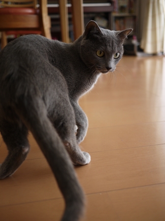 猫のお友だち 銀くん編。_a0143140_2212992.jpg