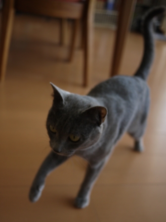 猫のお友だち 銀くん編。_a0143140_2255028.jpg