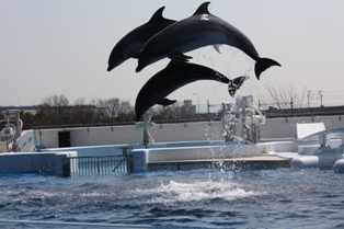 京都水族館_f0119244_22492668.jpg