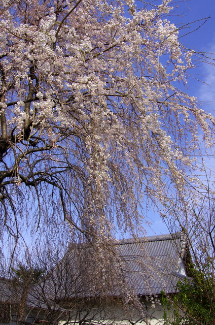 近所の枝垂れ桜・すずめ桜_d0186245_23163552.jpg