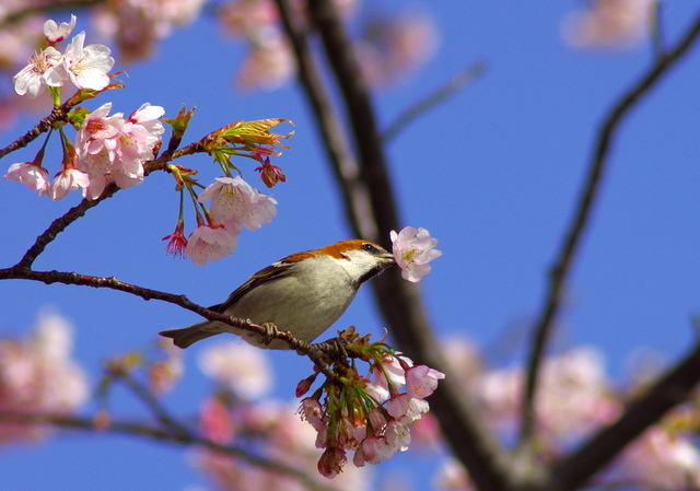 近所の枝垂れ桜・すずめ桜_d0186245_2351832.jpg