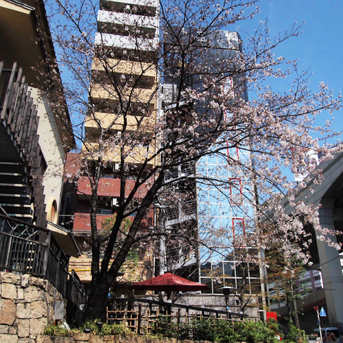 Sweet home Tokyo 38　霞町の桜_a0003650_22321869.jpg