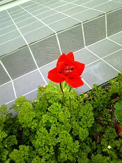 c0117150_19212261.jpg