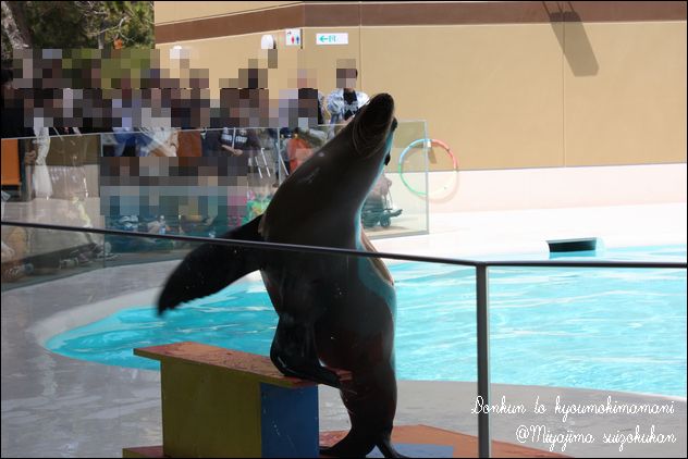 宮島水族館。_a0128356_849650.jpg