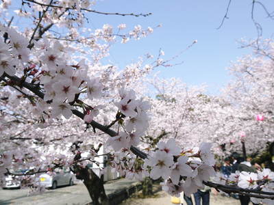 菊池神社、菊池公園の桜photoコレクション_a0254656_10322237.jpg