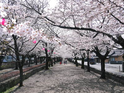 菊池神社、菊池公園の桜photoコレクション_a0254656_9581515.jpg