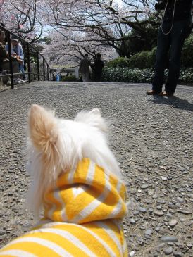 桜見物　浜松城_d0130156_23412046.jpg