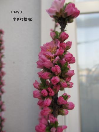 うららかな春日和に 桜桃 小さな棲家