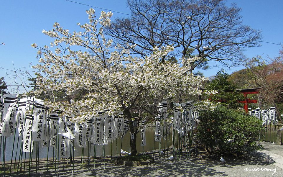 白鳩、二引きの白旗と大島桜_e0182674_1083747.jpg