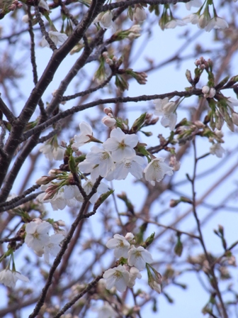 やっと桜の開花ですね。_f0233876_20245929.jpg