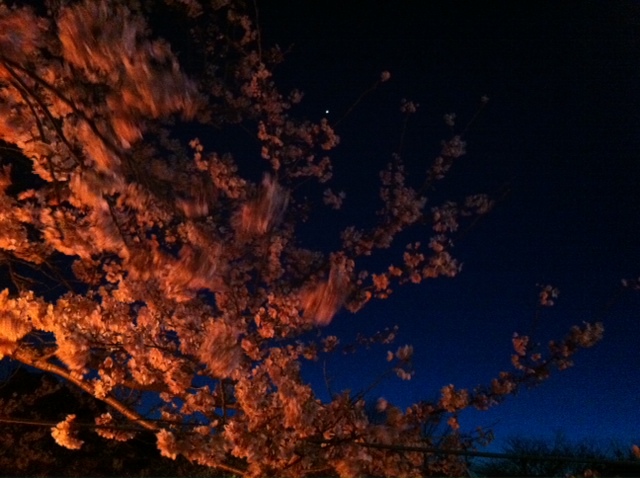4月2日 夜桜in静岡_d0171384_1642520.jpg