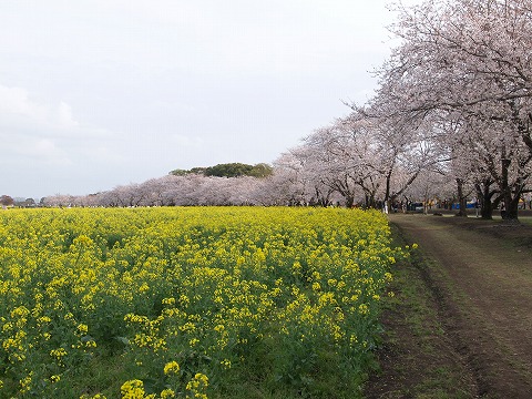 夕方の花見_f0197985_1911973.jpg