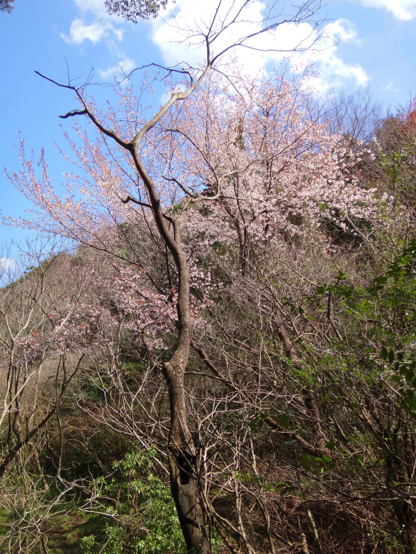 2012/03/24-25 高知トレイルセッションDay.2_b0220886_1114165.jpg